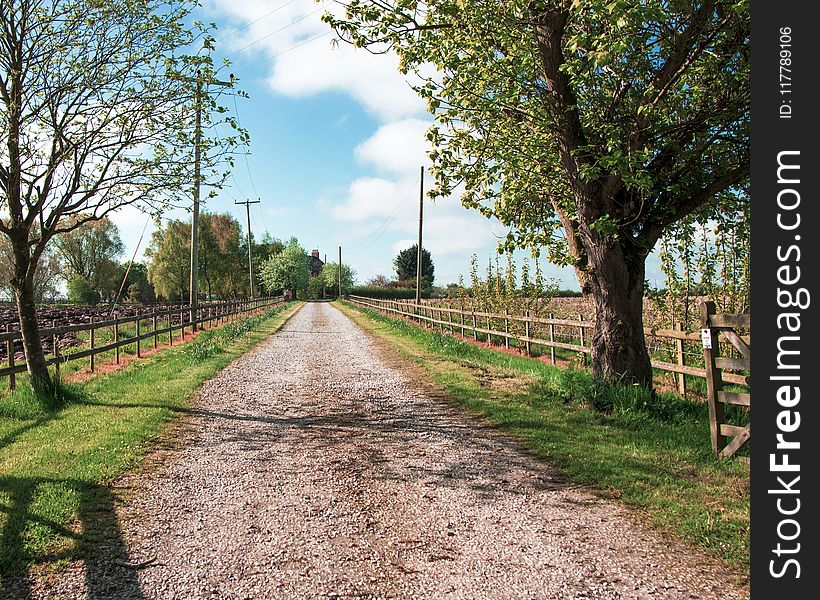 Path, Tree, Road, Nature Reserve