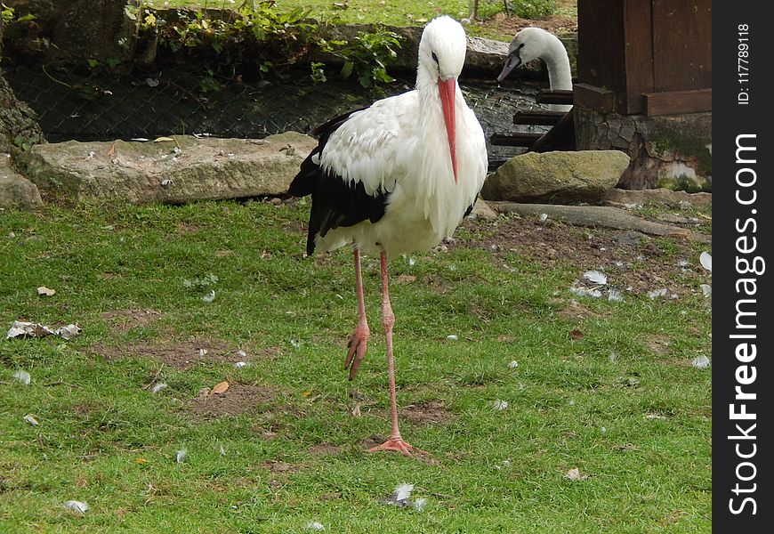Stork, White Stork, Beak, Ciconiiformes