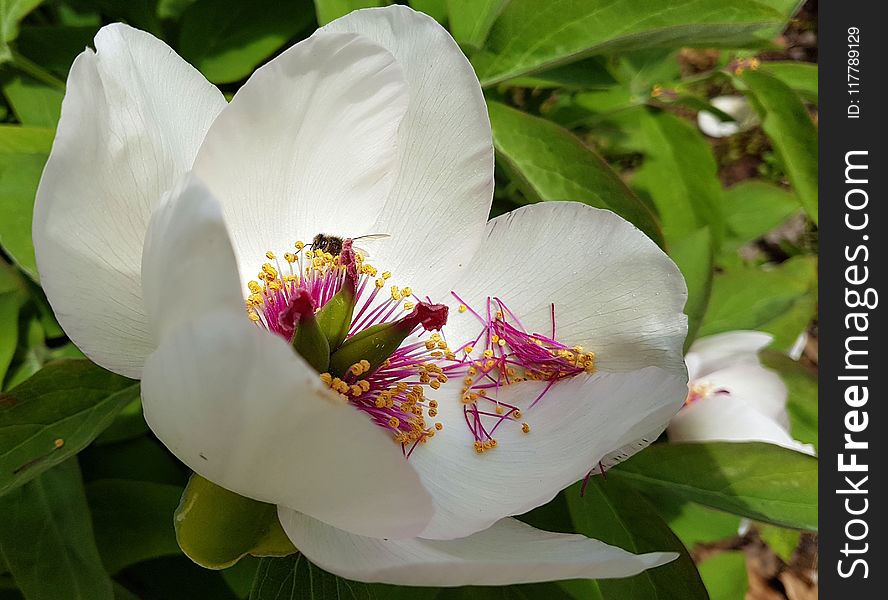 Flower, Plant, Flora, Flowering Plant