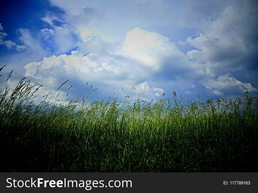 Sky, Grassland, Field, Ecosystem