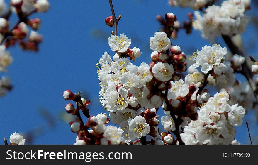 Blossom, Branch, Spring, Twig