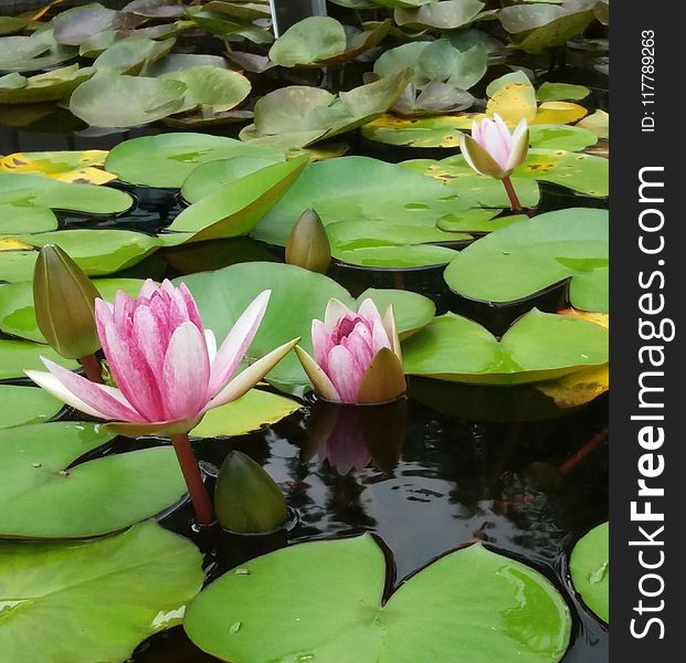 Flower, Plant, Flora, Leaf