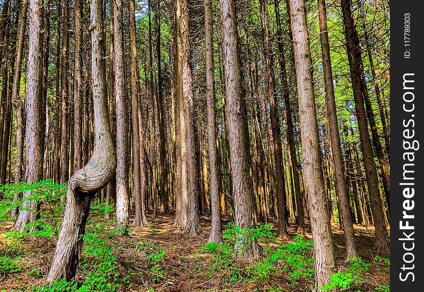 Woodland, Ecosystem, Forest, Tree