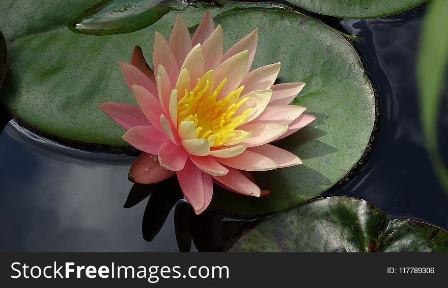 Flower, Flora, Plant, Aquatic Plant