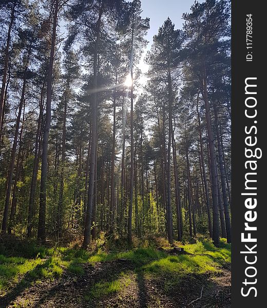 Spruce Fir Forest, Ecosystem, Forest, Temperate Broadleaf And Mixed Forest