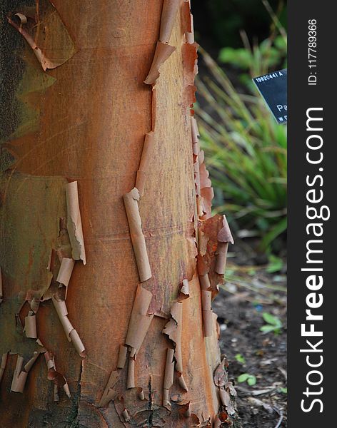 Tree, Trunk, Wood, Plant Stem