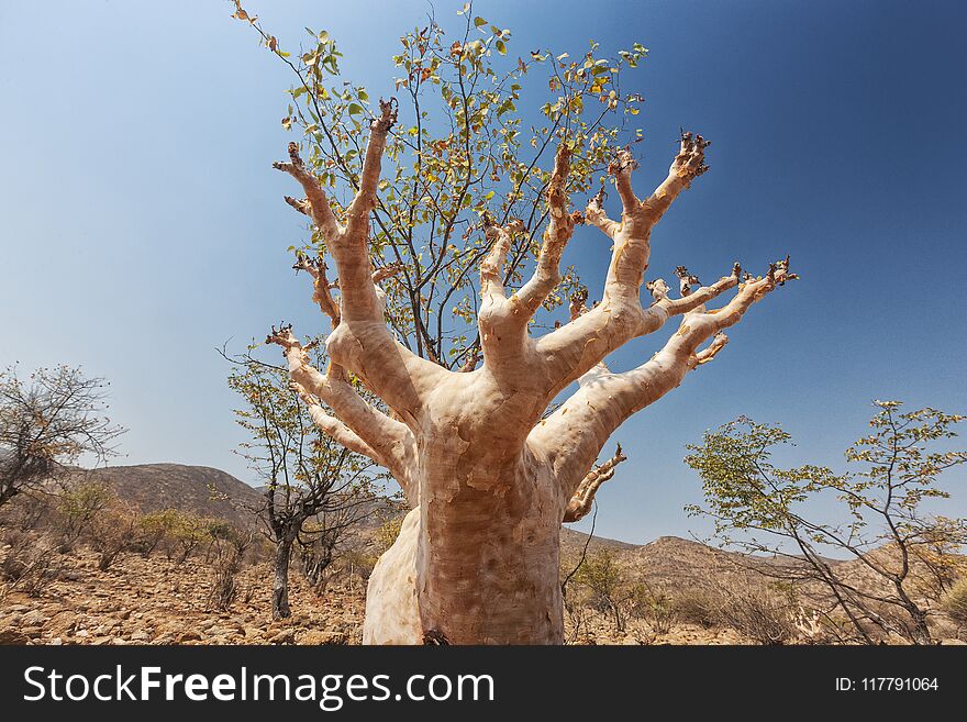 Rare African tree, known as white Baobab. Rare African tree, known as white Baobab.