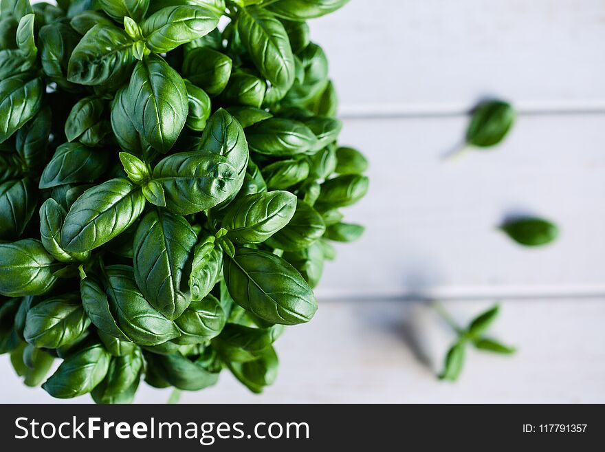 Top view of a basil bush. Macro photo of green food with shallow depth of field. Top view of a basil bush. Macro photo of green food with shallow depth of field.