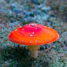 Amanita Muscaria Poisonous Mushroom Royalty Free Stock Photos