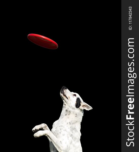 Happy dog white with black spots catching a red disc on a black background. Happy dog white with black spots catching a red disc on a black background