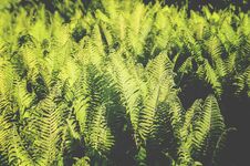 Green Leaves Of Fern Plant Growing At Spring In Garden. Royalty Free Stock Photos