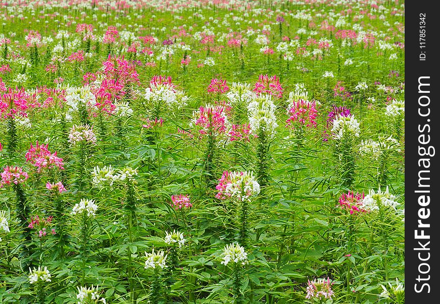 Transform the flowers in fresh green lawn, it looks refreshing, beautiful in summer