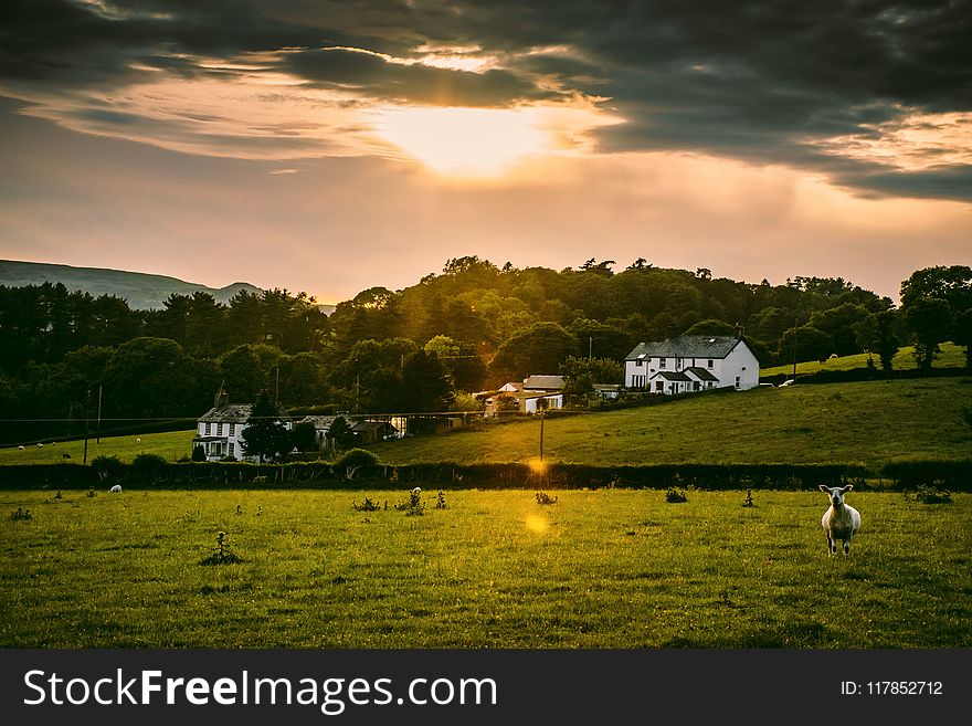 White Sheep On Field During Golden Hour Time