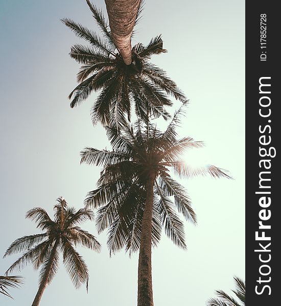 Low Angle Photography of Coconut Trees Under Blue Sky