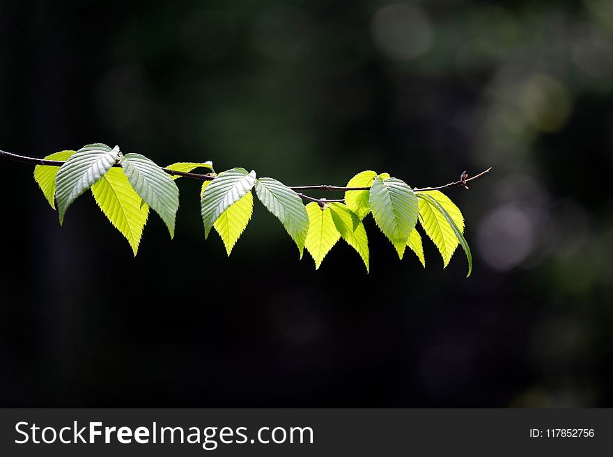 Selective Focus Photography of Green Leaves