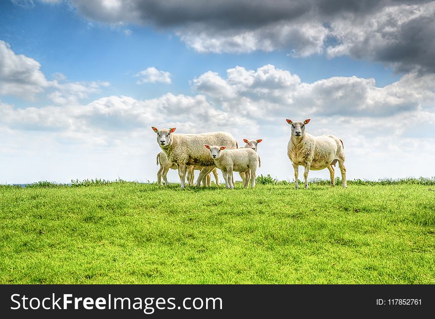 Five White Sheep on Farm