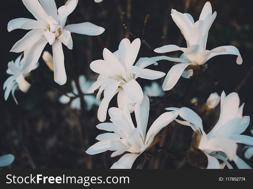 White Magnolia Flowers in Closeup Photo