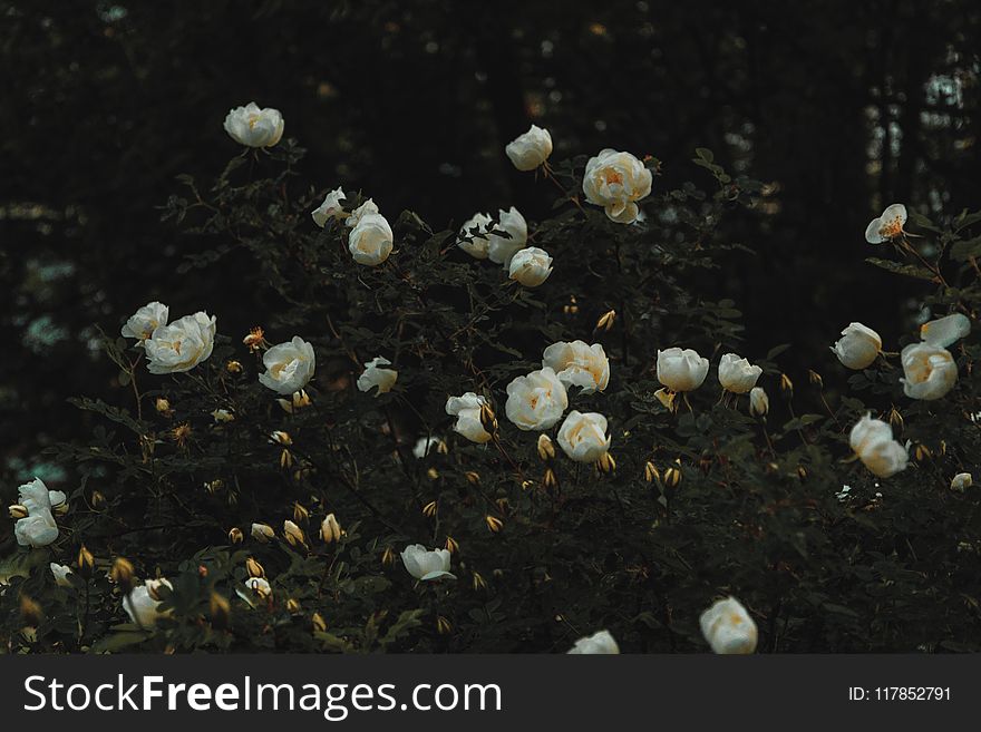 Bed of White Petaled Flowers