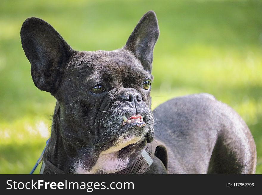 Selective Focus Photo of Adult Black and White French Bulldog