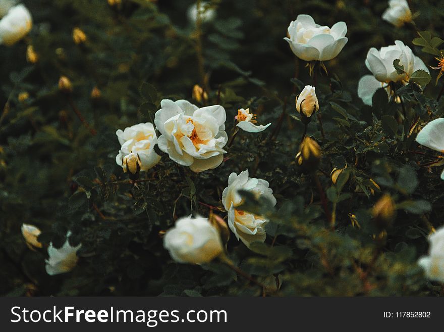 White Petal Flowers On Floor