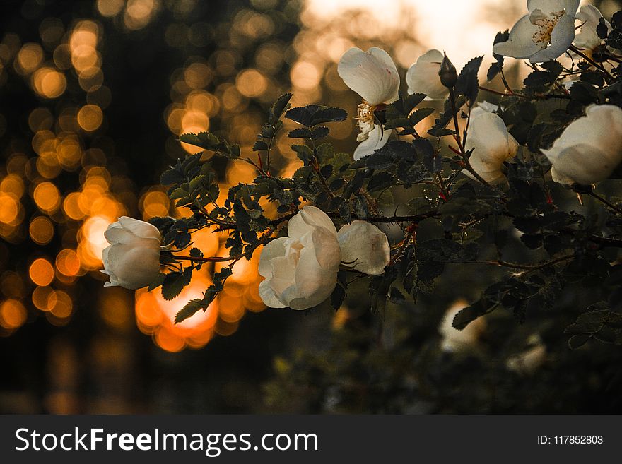 Selective Focus Photography Of White Petaled Flowers