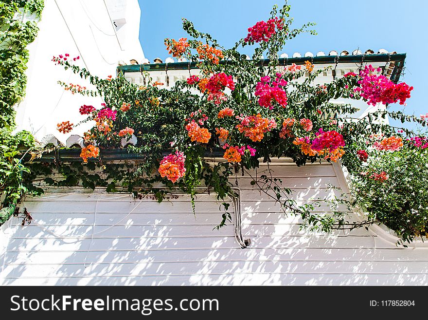 Red And Orange Petal Flowers