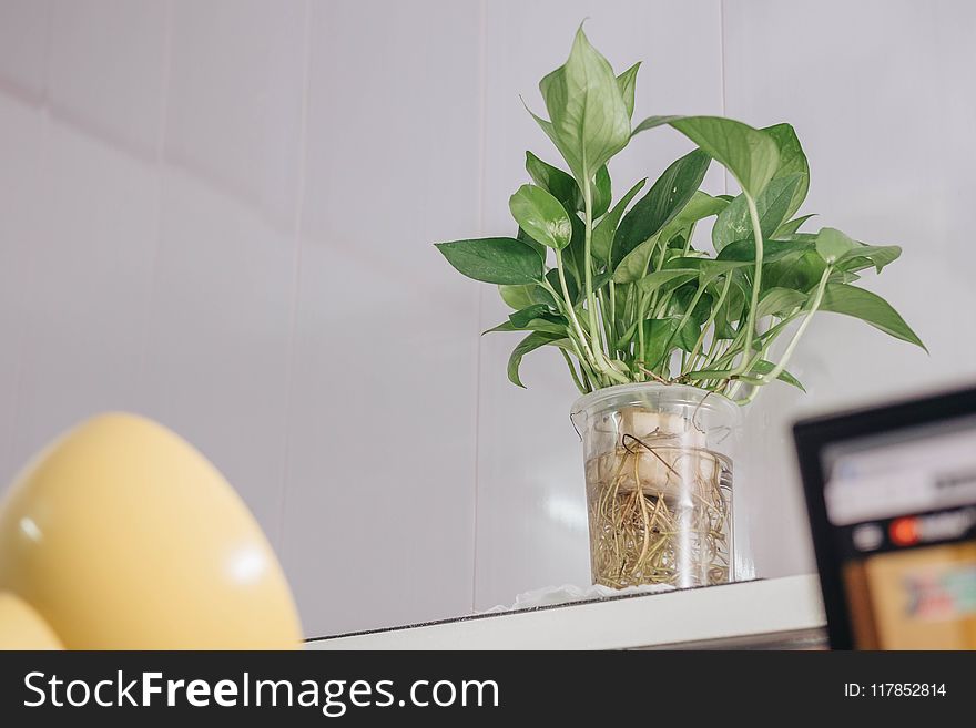 Photo Of Green Plants In Clear Vase