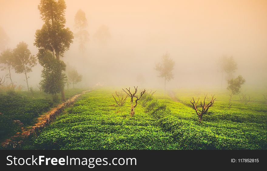 Green Grass Field and Trees