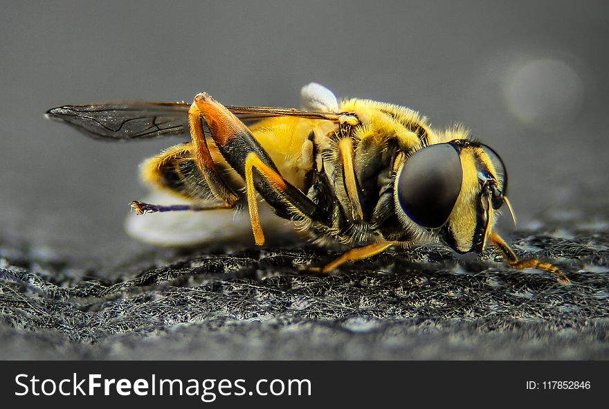 Macro Photo of Yellow Wasp