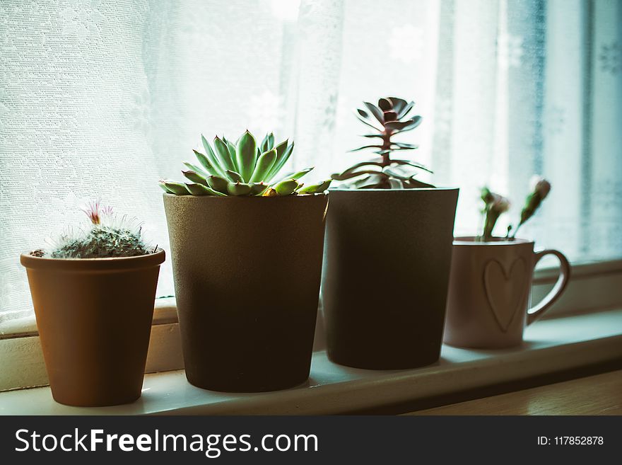 Four Assorted-color Plants on Pots Near Window