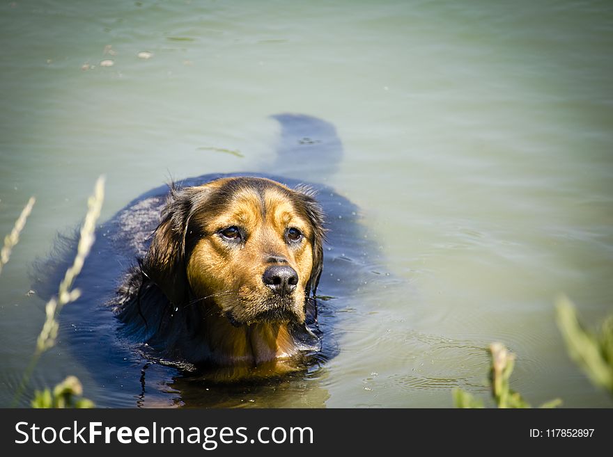 Photo of Dog on Water