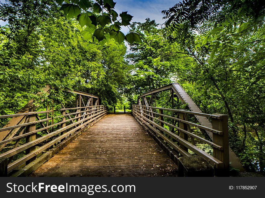 Photography of Wooden Bridge Surrounded by Trees