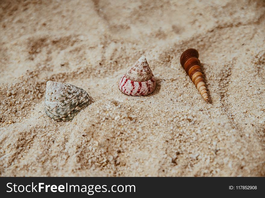 Three Assorted Sea Shells on Brown Sand