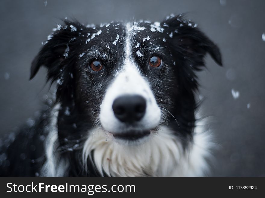 Selective Focus Photography of Adult Black and White Border Collie