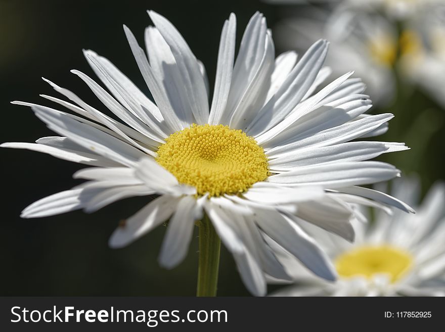 White Daisy Flower In Closeup Photography