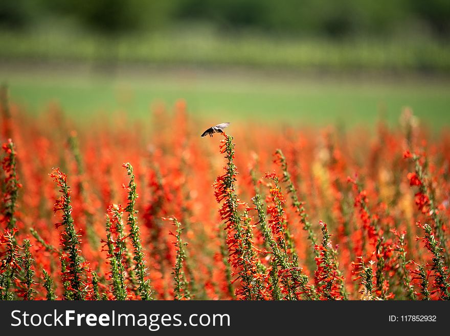 Red Petaled Flower Field at Daytime