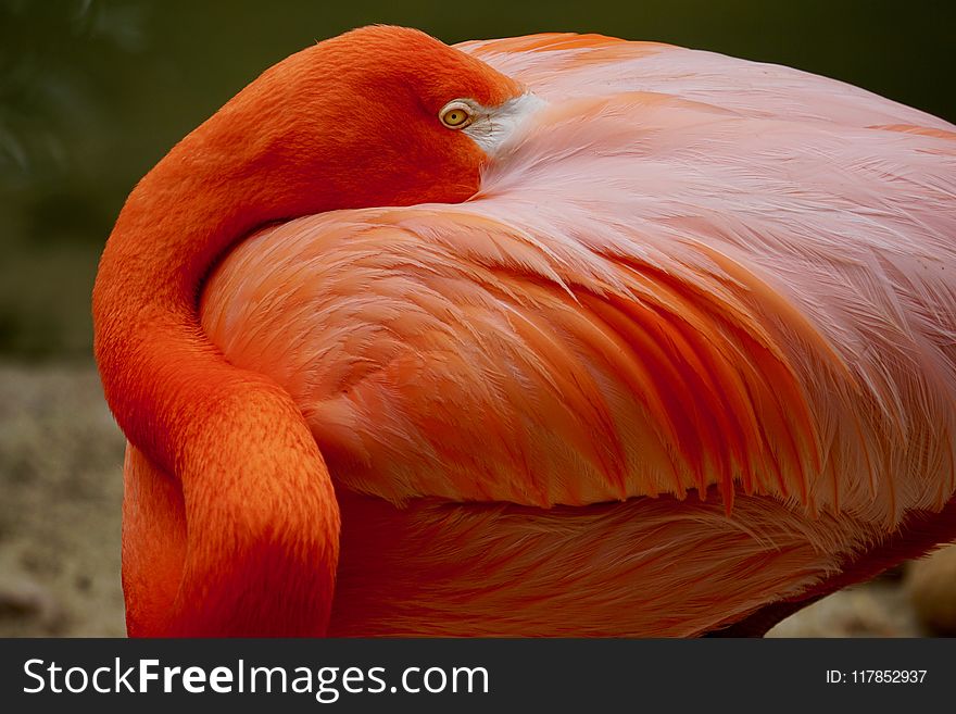 Closeup Photo Of Orange Flamingo