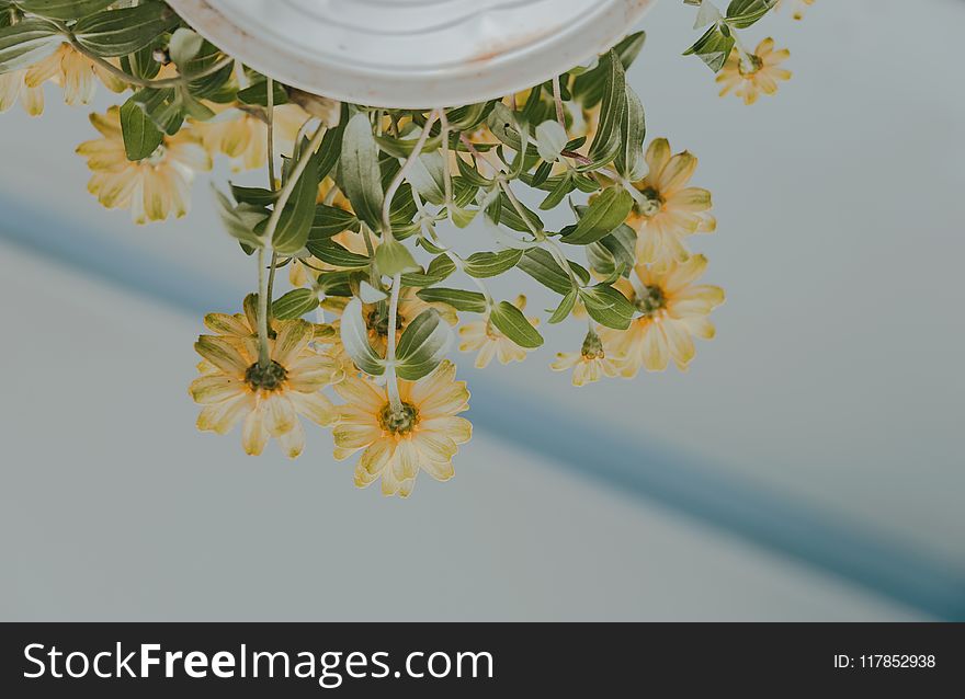 Low Angle Photography of Petaled Flowers on White Ceramic Pot