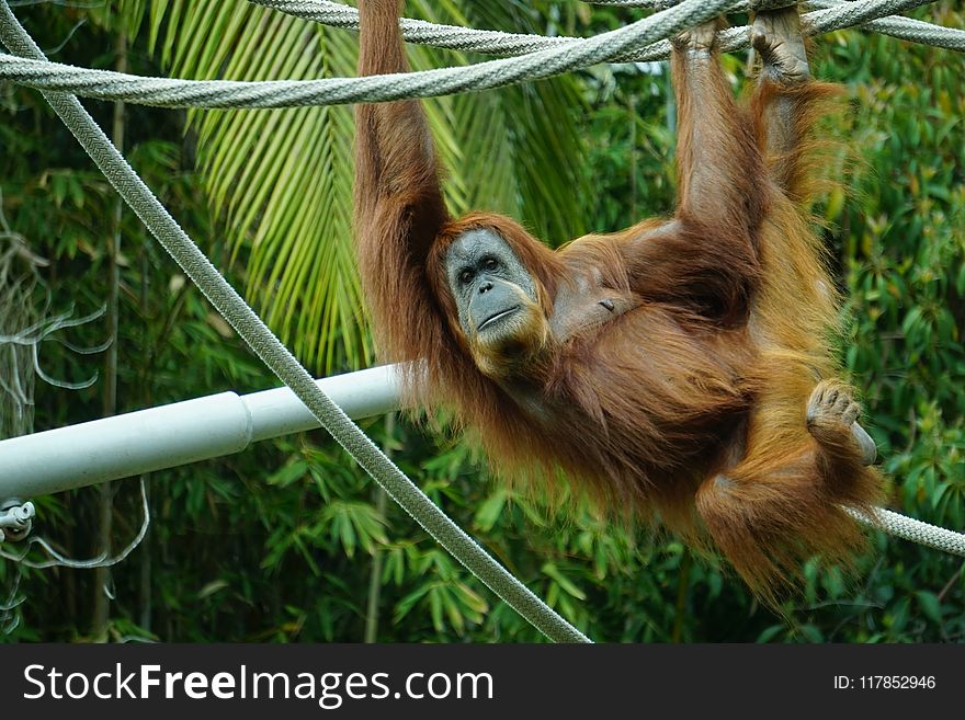 Brown Primate Hanging on Tree