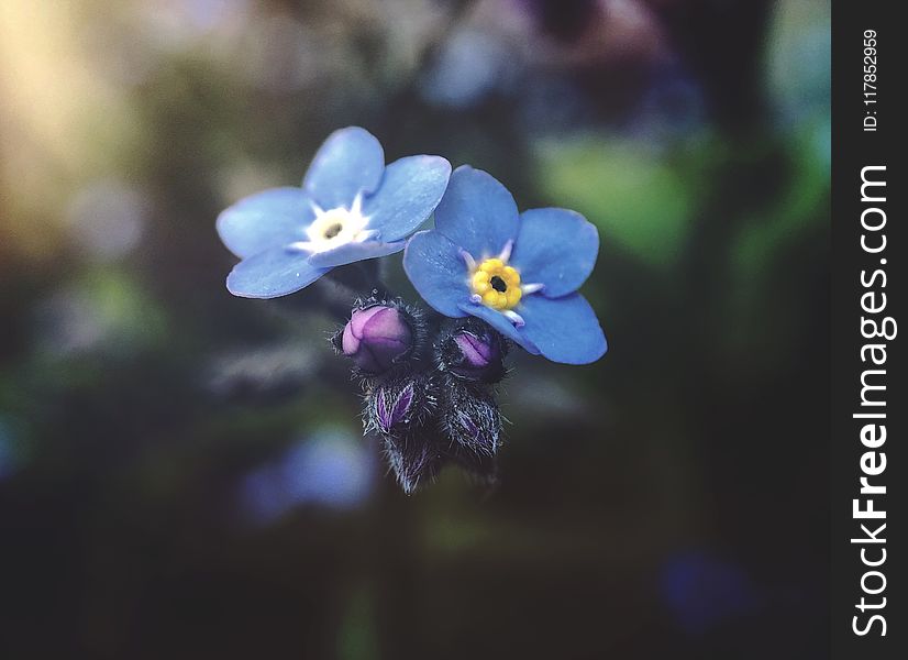Selective Focus Photography of Blue Petaled Flowers