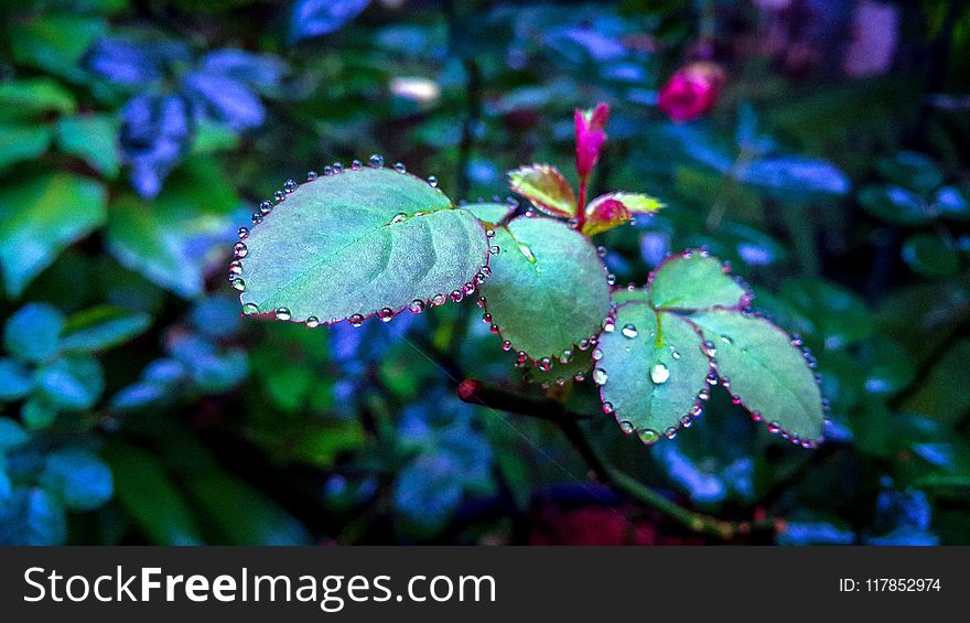 Shallow Focus Photography of Green Plants