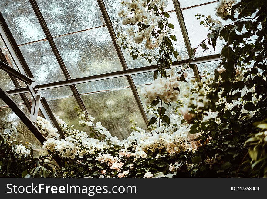 White Cluster Flowers Beside Glass Window