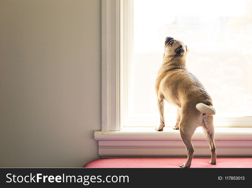Fawn Pug Looking at Window
