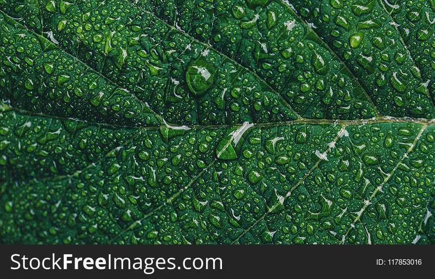 Close-up Photography of Green Leaf With Drops of Water