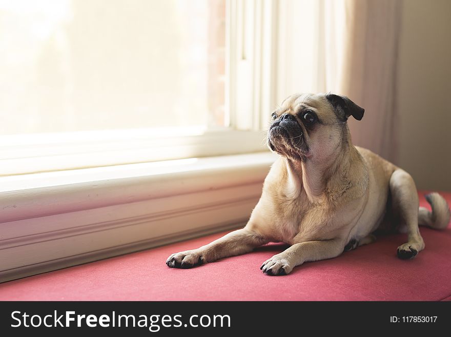 Adult Fawn Pug Near White Wooden Framed Window