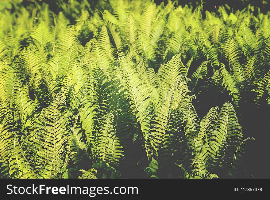 Green leaves of Fern plant growing at spring in the garden.