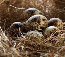 Conceptual Still-life With Quail Eggs In Hay Nest, Close Up, Selective Focus Royalty Free Stock Image Conceptual Still-life With Quail Eggs In Hay Nest, Close Up, Selective Focus Royalty Free Stock Image