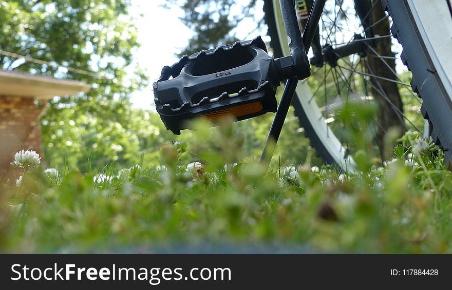Plant, Grass, Tree, Road Bicycle