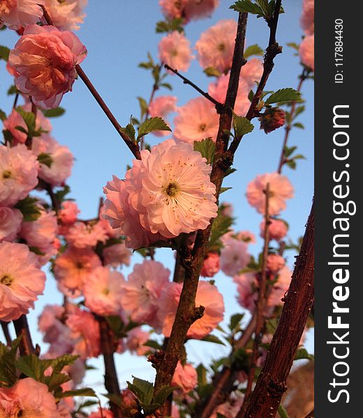 Blossom, Branch, Spring, Flower