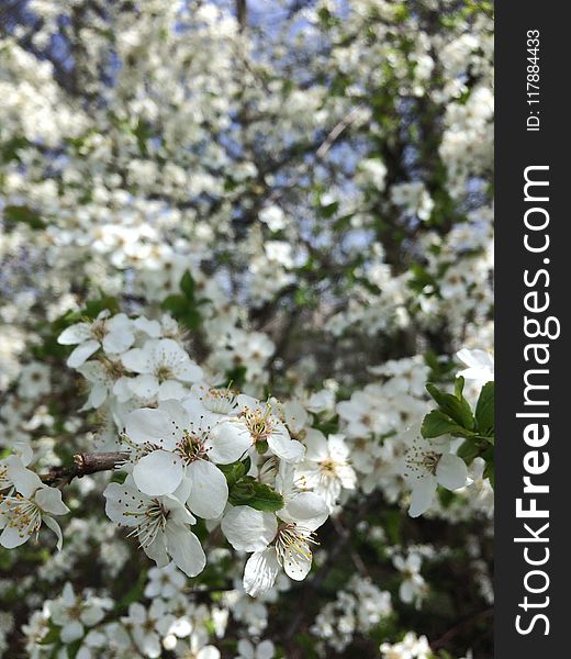 Spring, Flora, Plant, Blossom